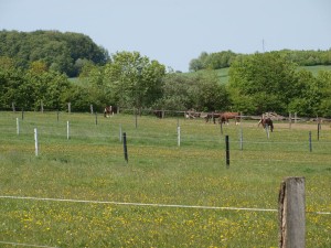 Sommerweiden